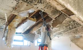 Environmental Consulting for Mold Prevention in Maiden, NC